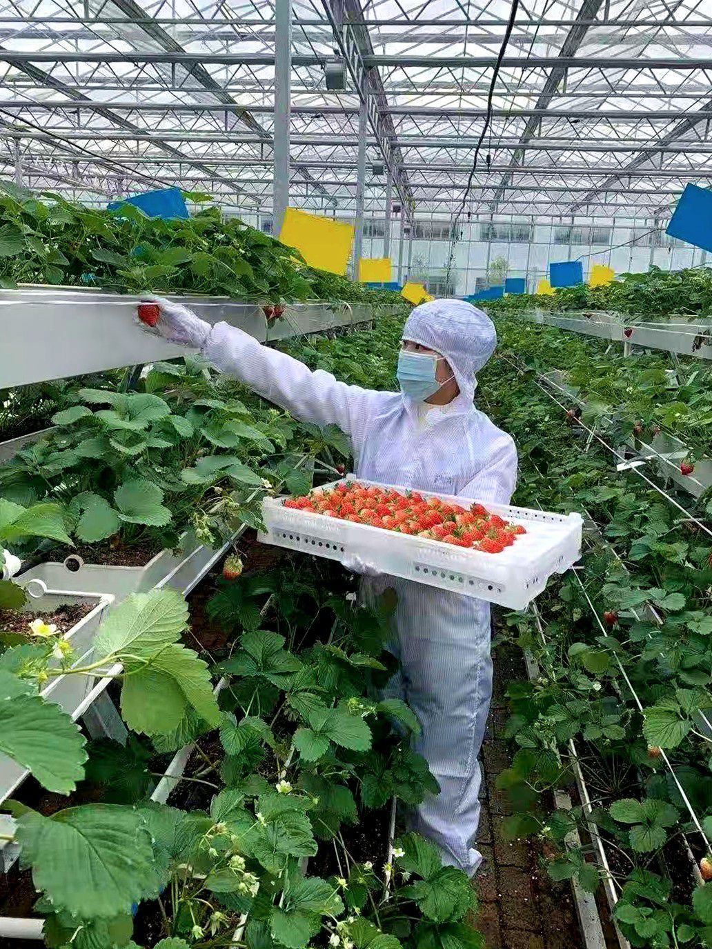 哈尔滨草莓大棚